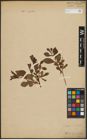 Foto von Salix aurita L.